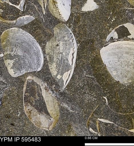 Protocardia sp.