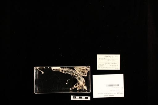 Uroplatus henkeli
