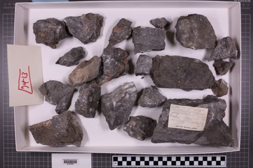mixed taxa, stratigraphic collection