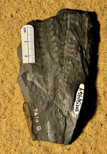 Pecopteris sp.