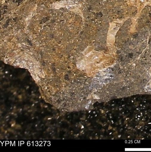 Scaphites sp.