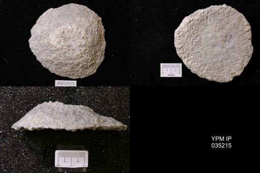 Astraeospongium meniscus