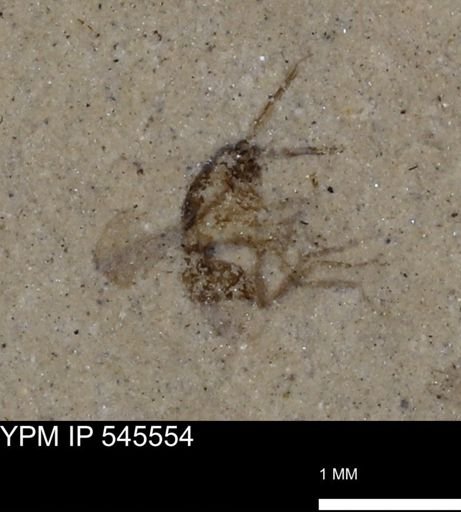 undet. Insecta