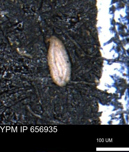 Miliammina cf. sproulei