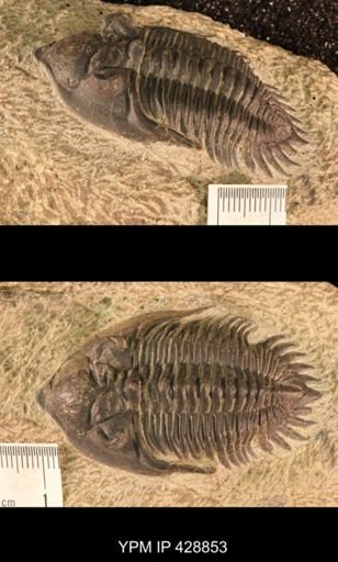 Metacanthina issoumourensis