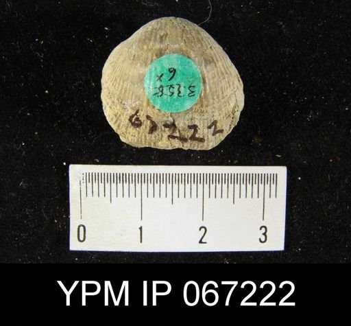 Atrypa reticularis