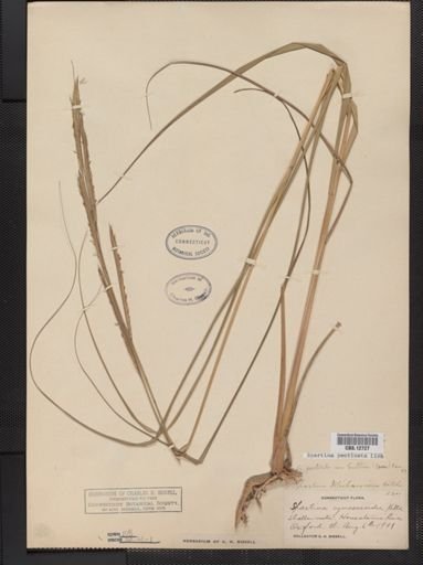 Spartina pectinata