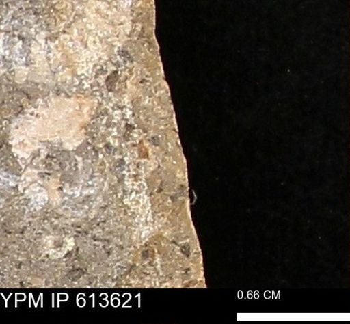 Scaphites sp.