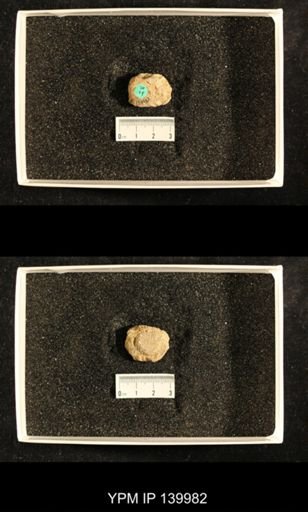 Dictyoclostus indicus