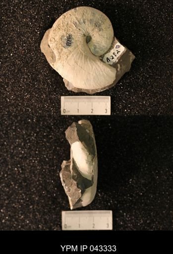 Hoploscaphites nicolletii