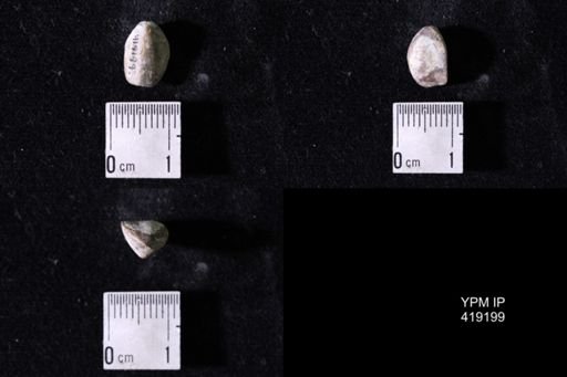 Dielasma sp.