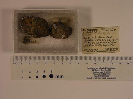 Vertebrata