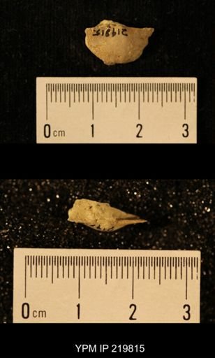Chonetes granulifer