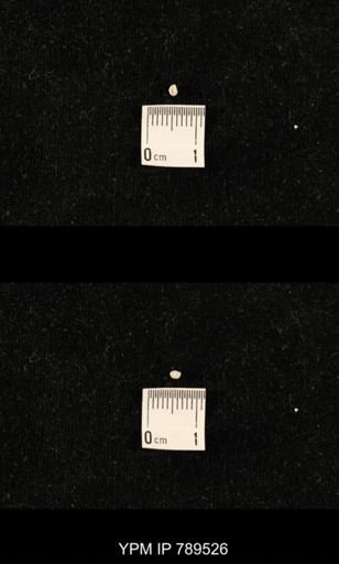 undet. Bryozoa
