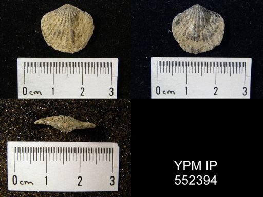 Atrypa reticularis
