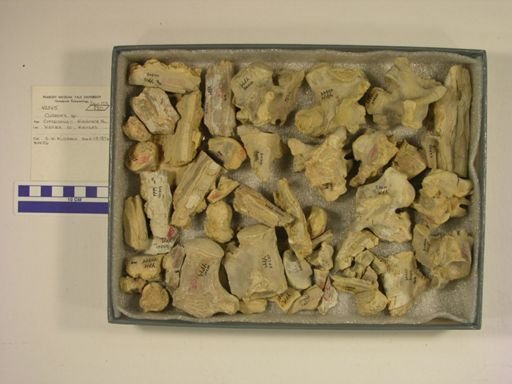 Clidastes sp.