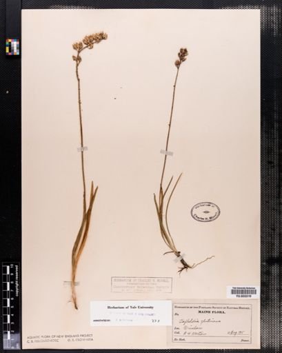 Tofieldia glutinosa