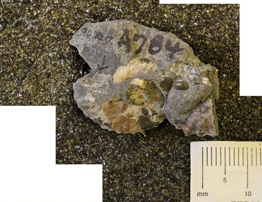 undet. Ammonoidea