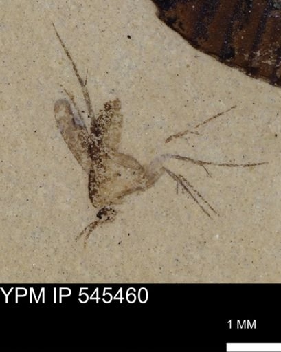 Mycetophilidae?