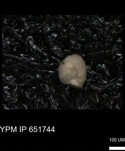 undet. Foraminiferida