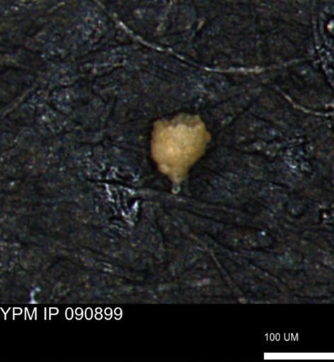 Clathrocyclas (Clathrocyclas) irrasa