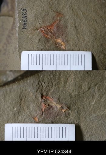 undet. Stylophora