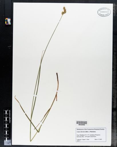 Carex brevior