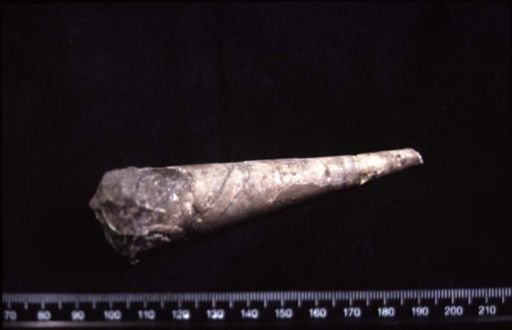 Orthoceras striatopunctatum