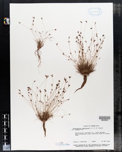 Bulbostylis capillaris
