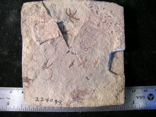 Stephanoura belgica
