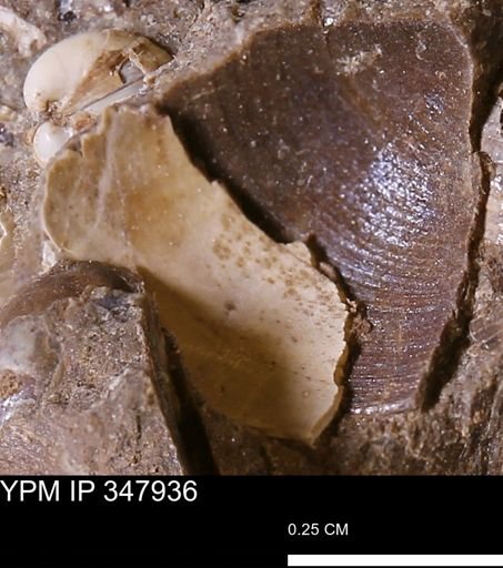 Limopsis striatopunctatus