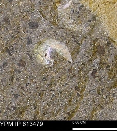 Scaphites sp.