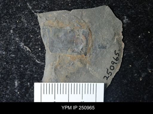 Eurypterus pittsfordensis