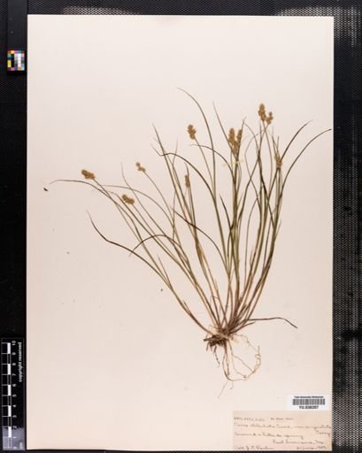 Carex angustior