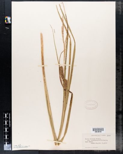 Carex rostrata