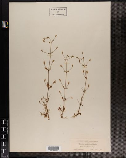 Plantae