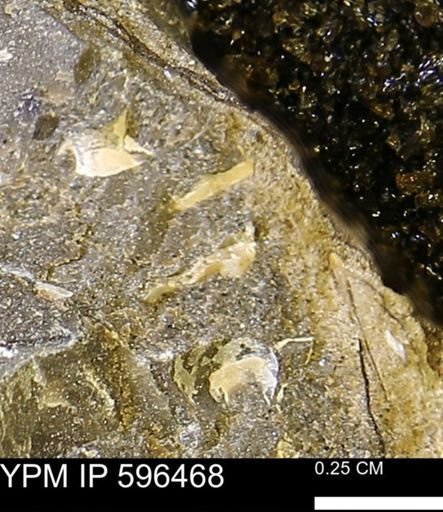undet. Mollusca