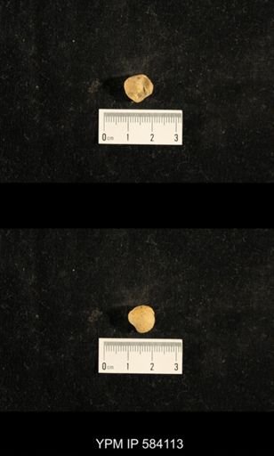 Euphemites carbonarius