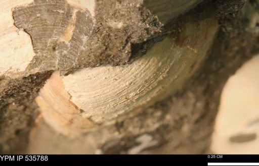 Limopsis striatopunctatus