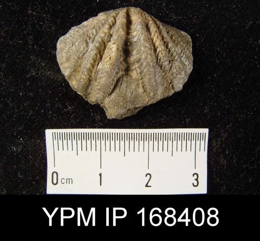 undet. Delthyridoidea