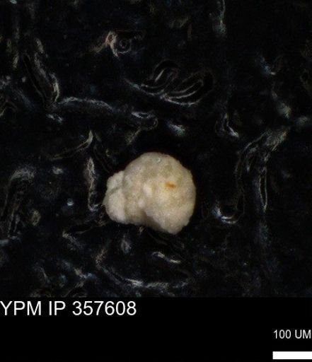 undet. Foraminiferida