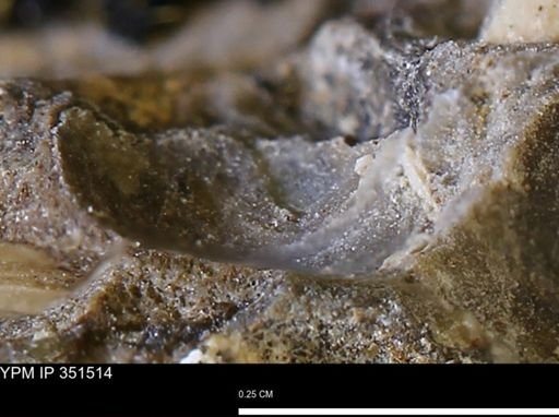 undet. Bivalvia