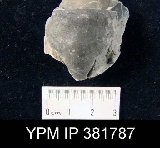 Strophomena fluctuosa