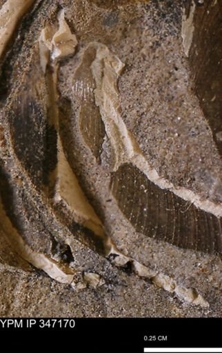 undet. Bivalvia
