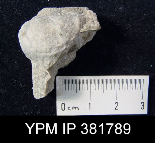 Strophomena fluctuosa