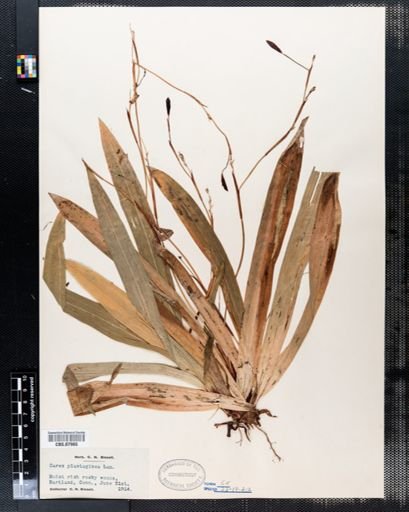 Carex plantaginea