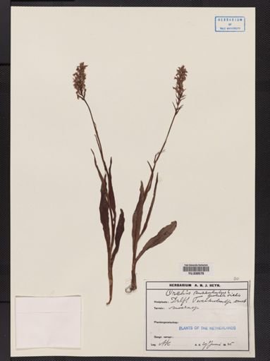 Orchis