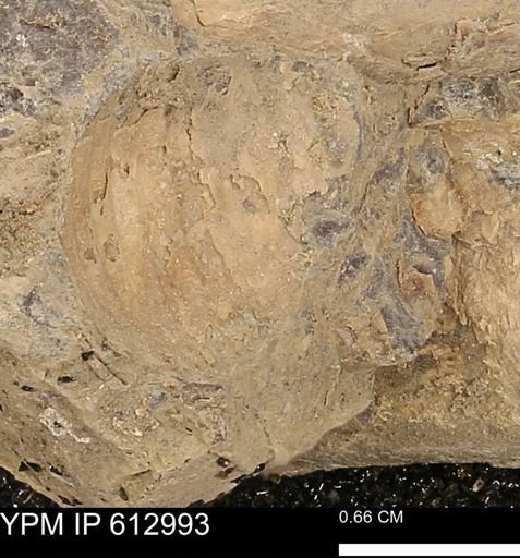 Ammonoidea