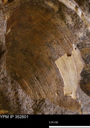 undet. Bivalvia