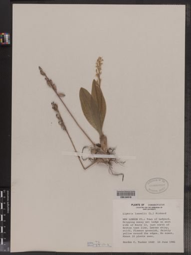 Liparis loeselii